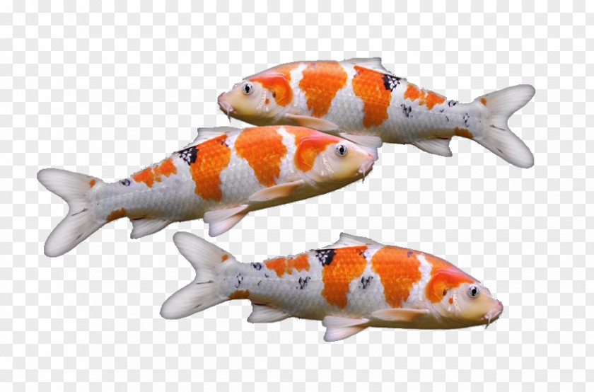 Fish Koi Goldfish Carp Aquarium PNG