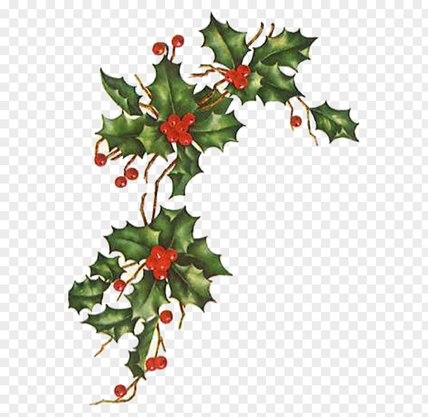 Ivy Christmas Love Happiness Wish Blessing PNG
