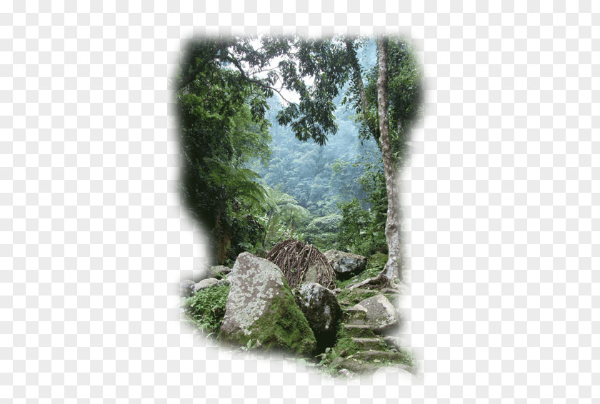 Jungle Philippines Rainforest Landscape Vegetation PNG