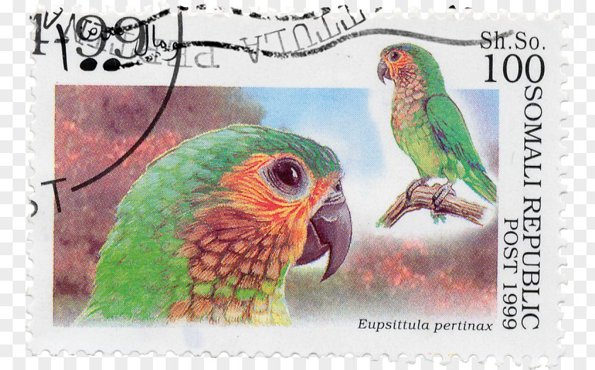 Parrot Stamps Budgerigar Bird Imperial Amazon Saint Vincent PNG
