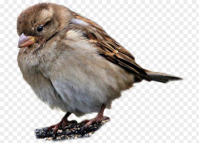 Sparrow PNG