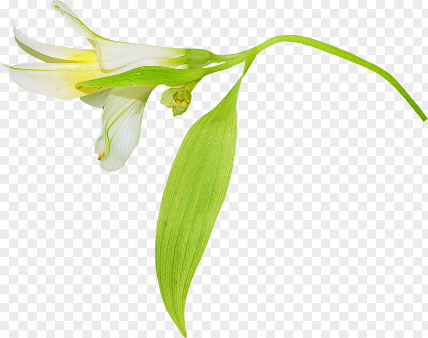 White Flowers Flower Lilium PNG
