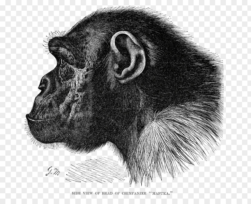 Chimpanzee Great Apes Gorilla Common Bonobo Primate PNG