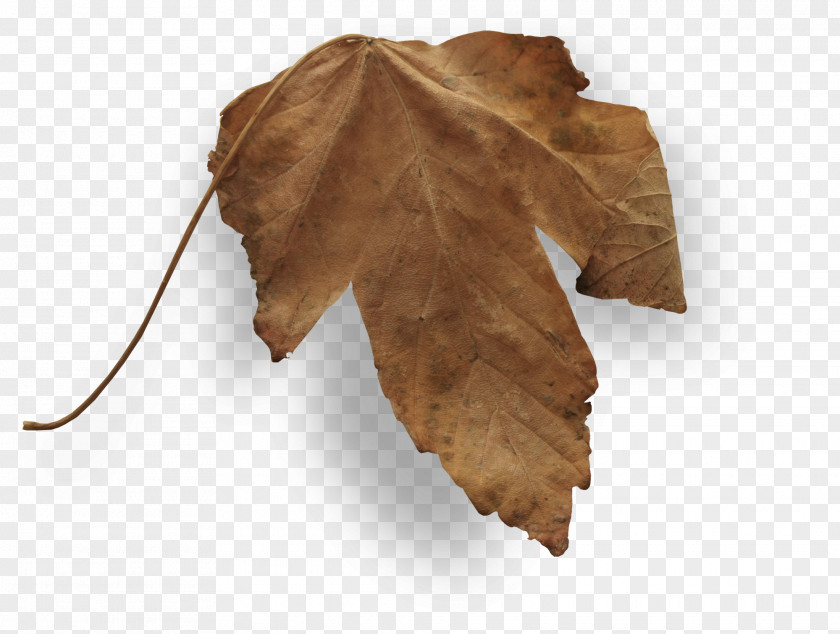 Falling Leaves Autumn Leaf PNG