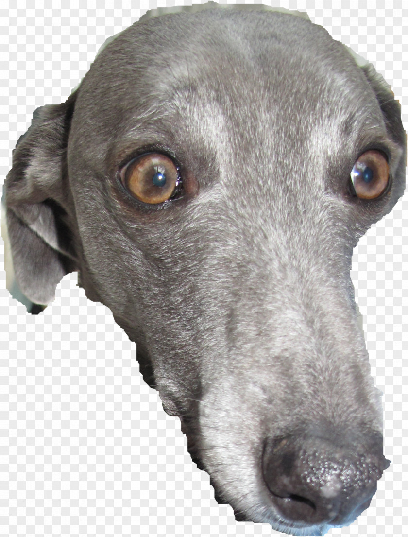 Milo Italian Greyhound Dog Breed Christmas PNG