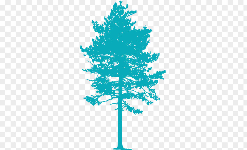 Pole Conifers Spruce Plant Fir Pine PNG