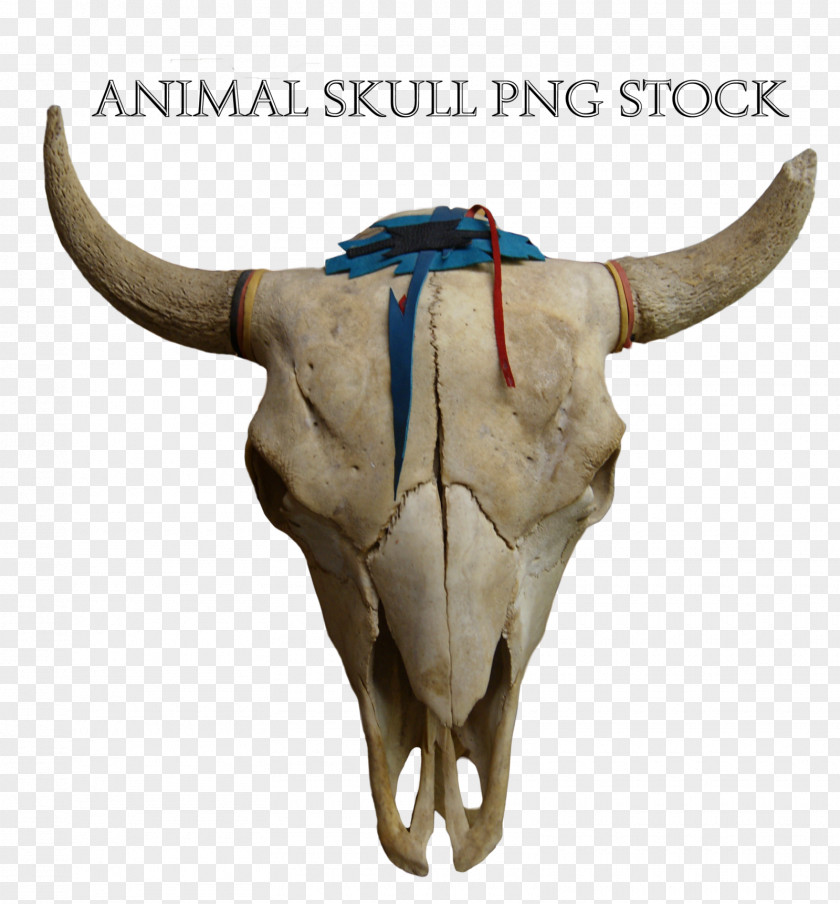 Bull Skull Cattle Animal Skulls Horn PNG