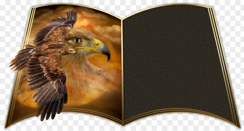 Golden Card Bird Of Prey Beak Eagle Animal PNG