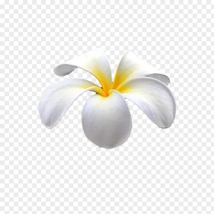 Hawaii Egg Flower Petal Flowering Plant Computer Wallpaper PNG