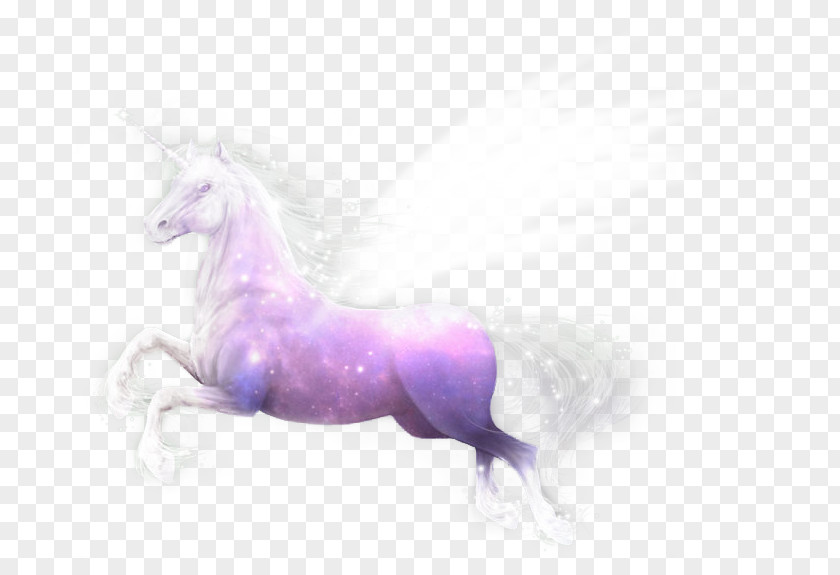 Licorne Unicorn Mustang Freikörperkultur Purple Yonni Meyer PNG