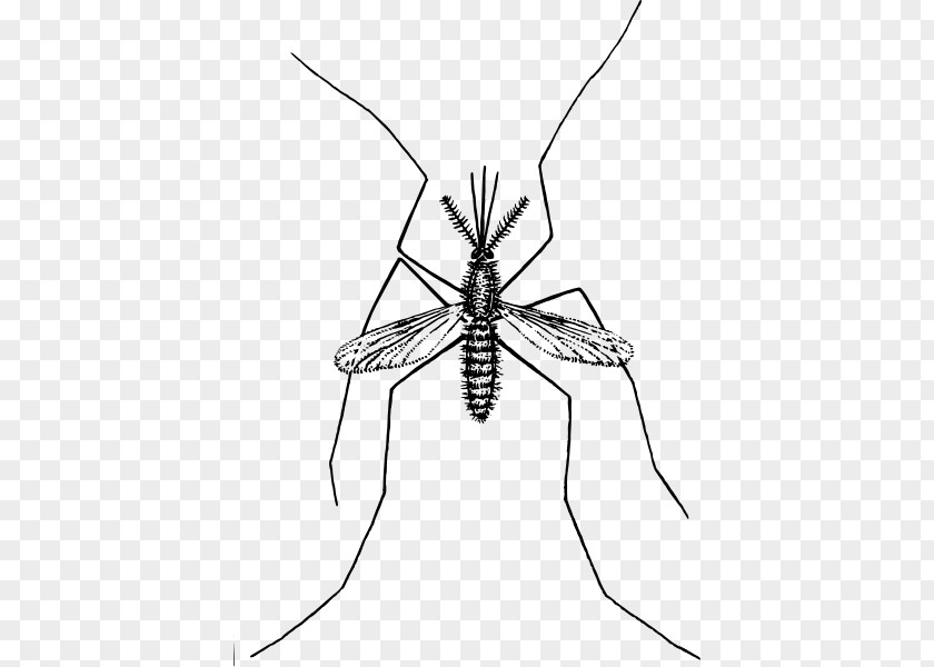 Mosquitos Clip Art PNG