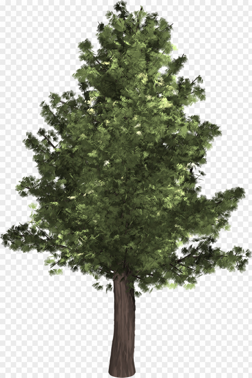 Pine Tree Populus Alba Nigra Clip Art PNG