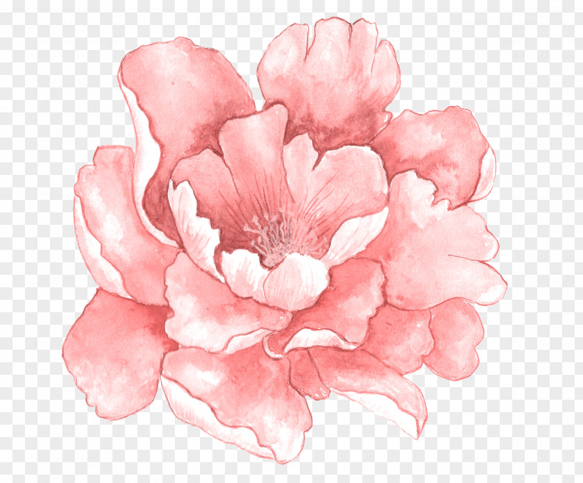 Pink Watercolor Flowers In Full Bloom Painting PNG
