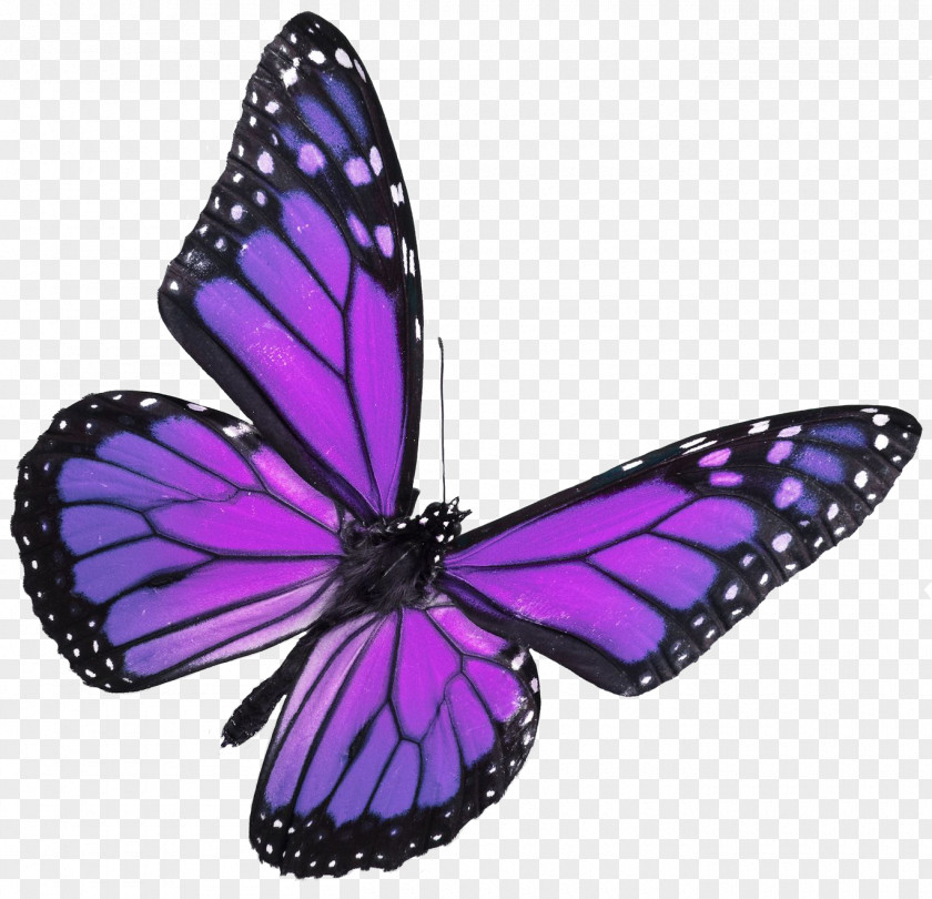 Purple Background Monarch Butterfly Blue-green Rhetus Periander PNG