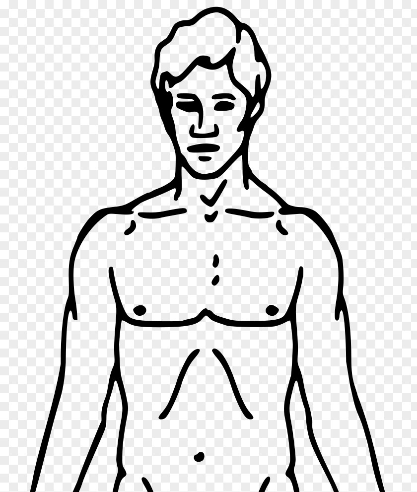 Trunk Clipart Clip Art Human Body Openclipart Drawing Vector Graphics PNG