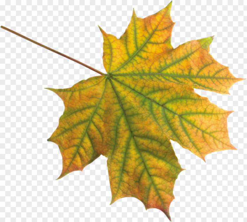 Autumn Leaves Maple Leaf Clip Art PNG