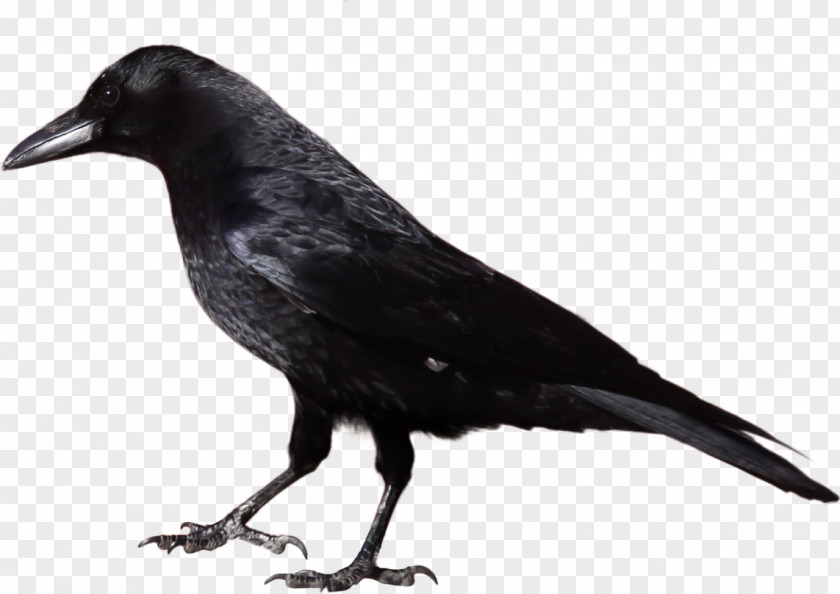 Black Crow Image American Common Raven Clip Art PNG