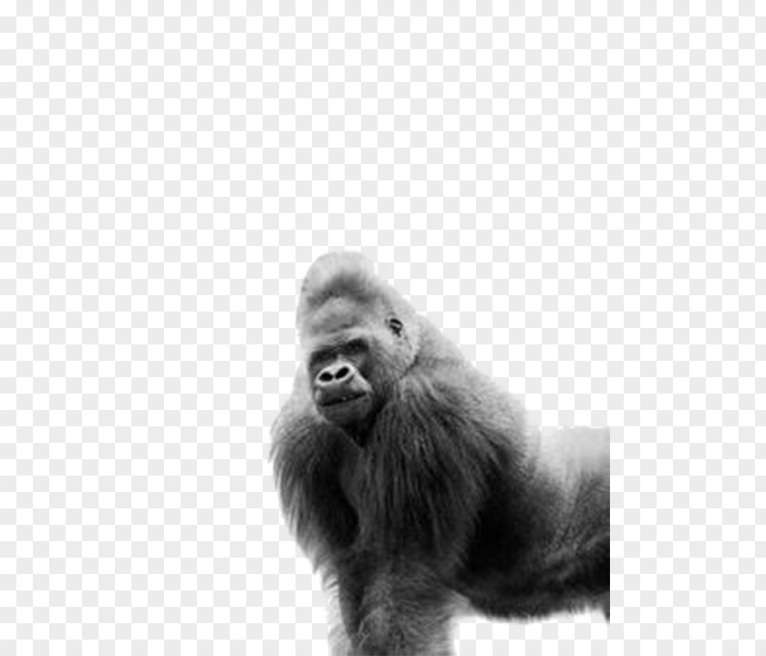 Crawling Gorilla Western Ape AllPosters.com Black And White PNG