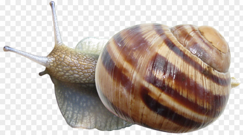 Crawling Snail Icon PNG