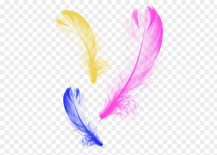 Feathers Feather Graphic Design PNG