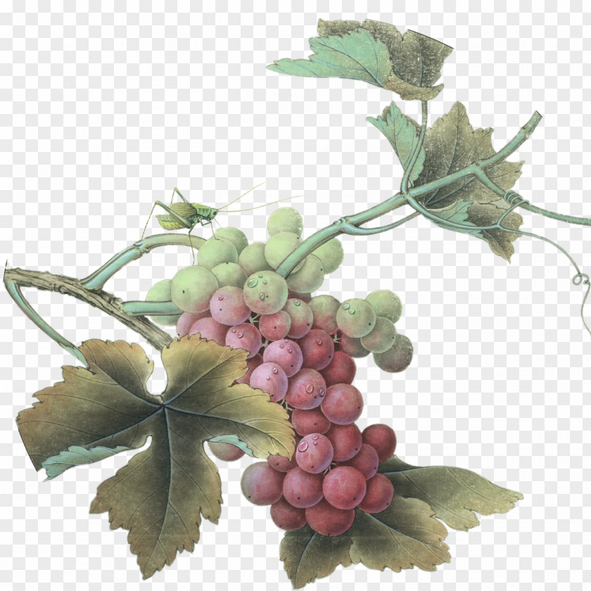 Grape Gongbi Chinese Painting Inkstick Bird-and-flower PNG