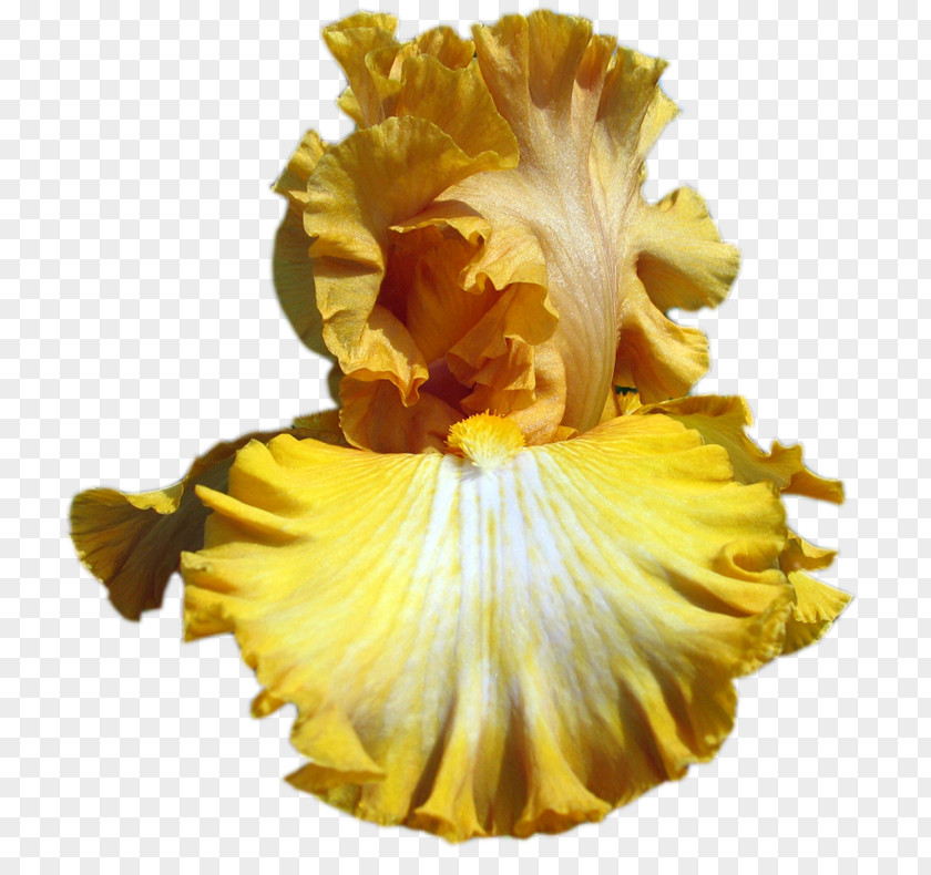Iris Pennant Clip Art Irises GIF Yellow PNG