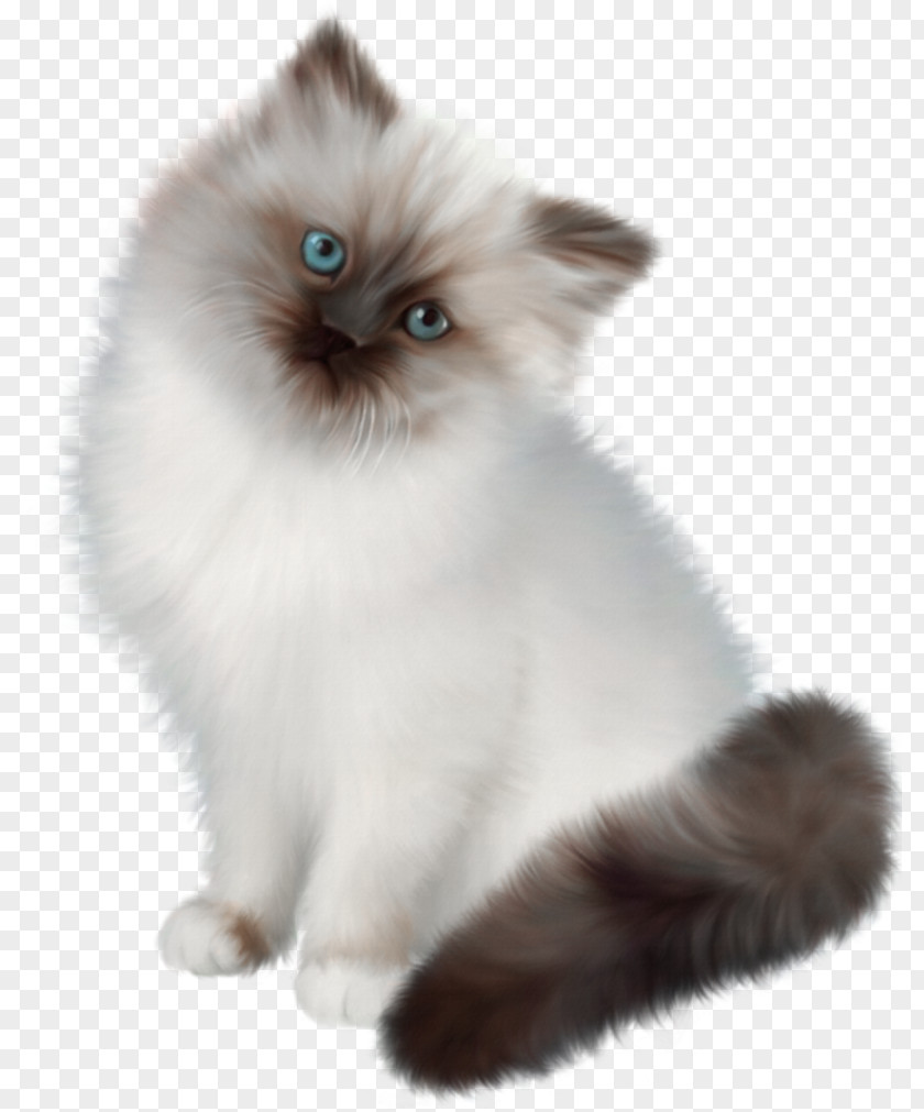 Persian Cat Kitten PaintShop Pro PNG