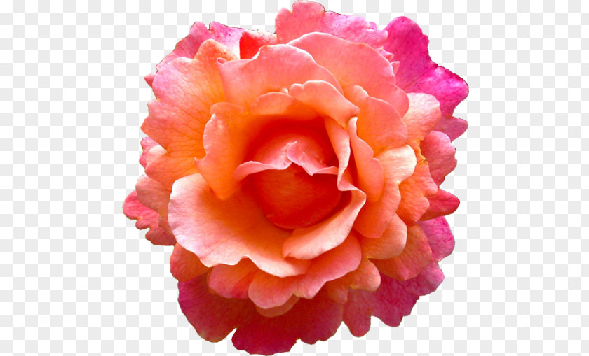 Pink Watercolor Flower Rose Earring Orange PNG