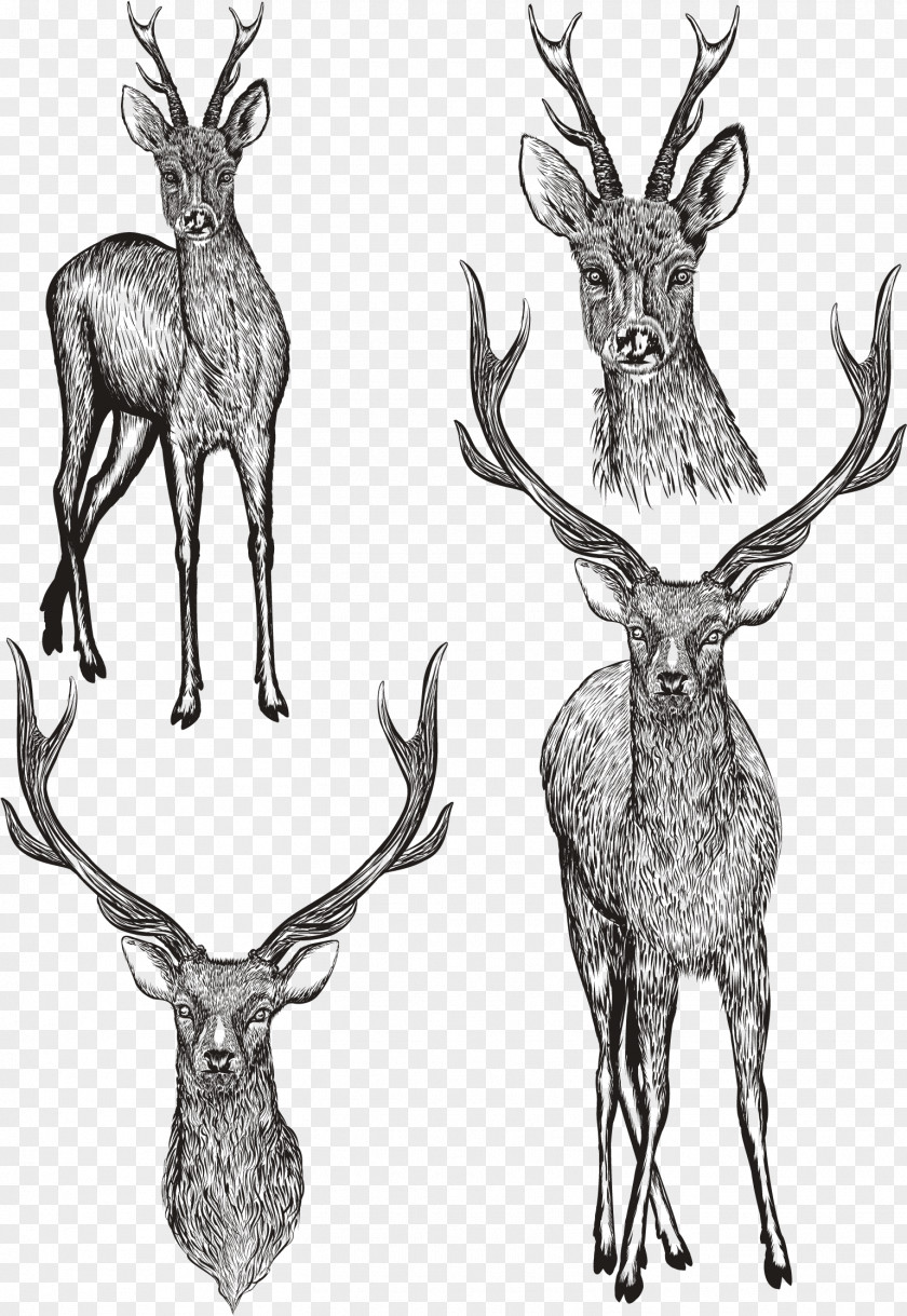 Vector Hand Painted Deer Drawing Photography Illustration PNG
