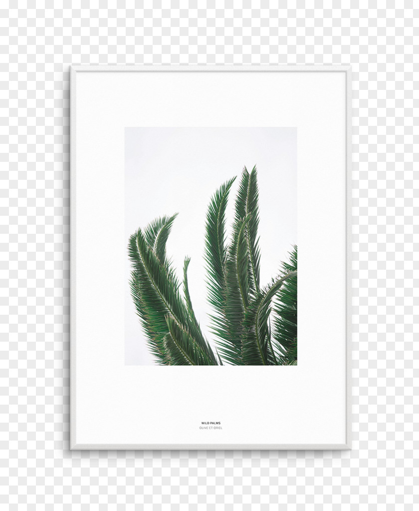 Watercolor Monstera Fine-art Photography Adolescence Poster PNG