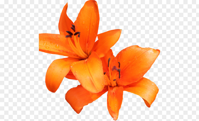 Flower Orange Lily Tiger Day-lily Clip Art PNG