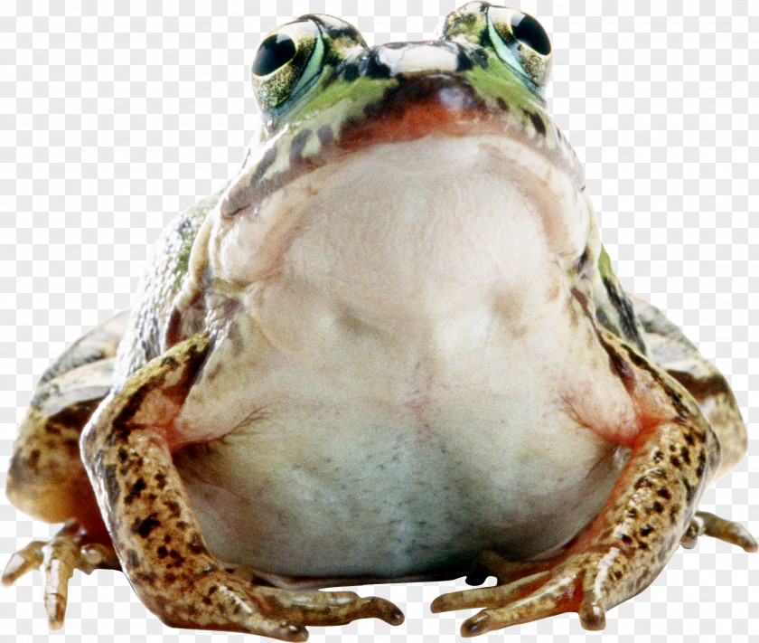 Frog Common Amphibians Animal PNG