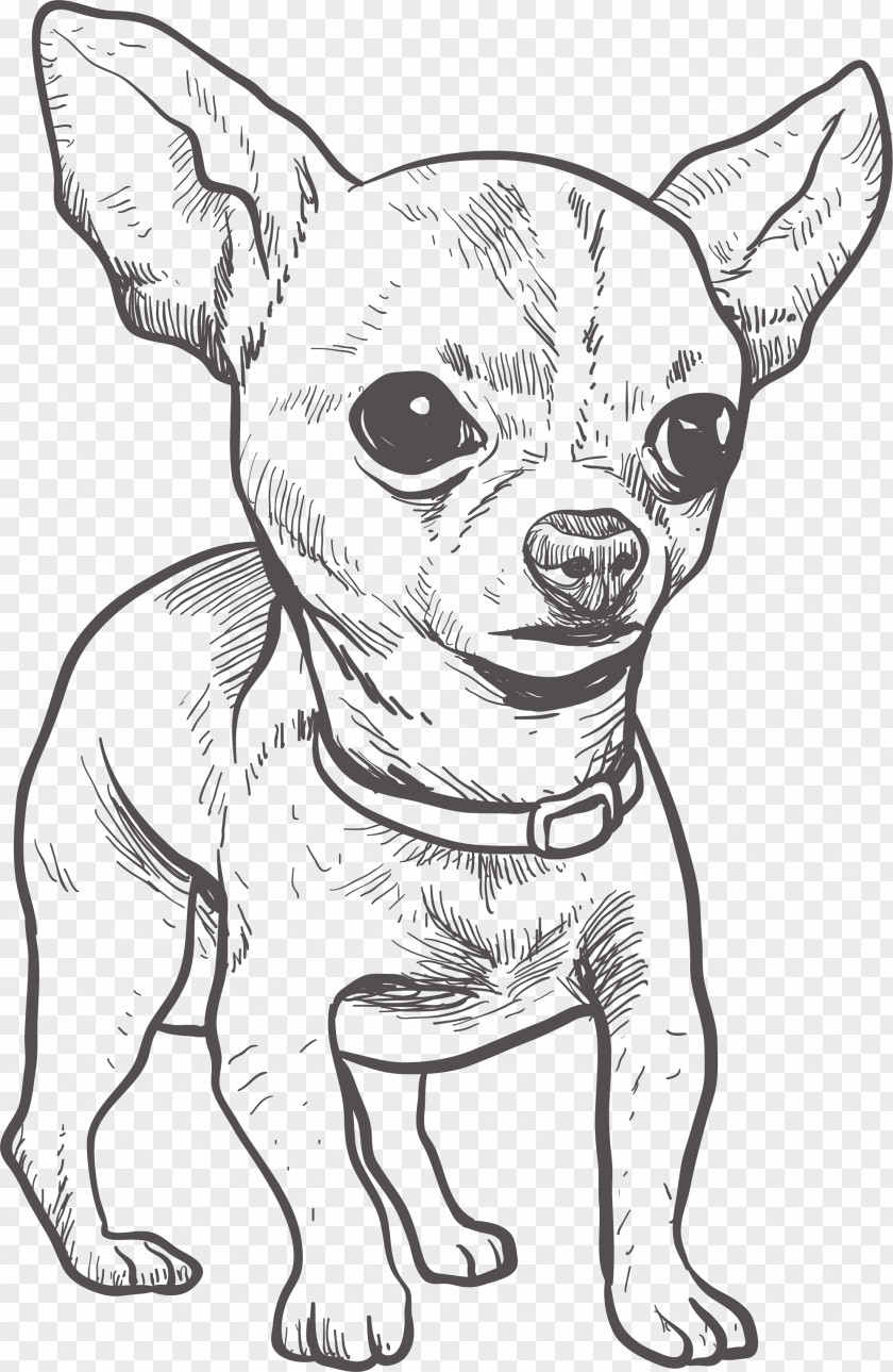 Hand Drawn Chihuahua Puppy Drawing Illustration PNG