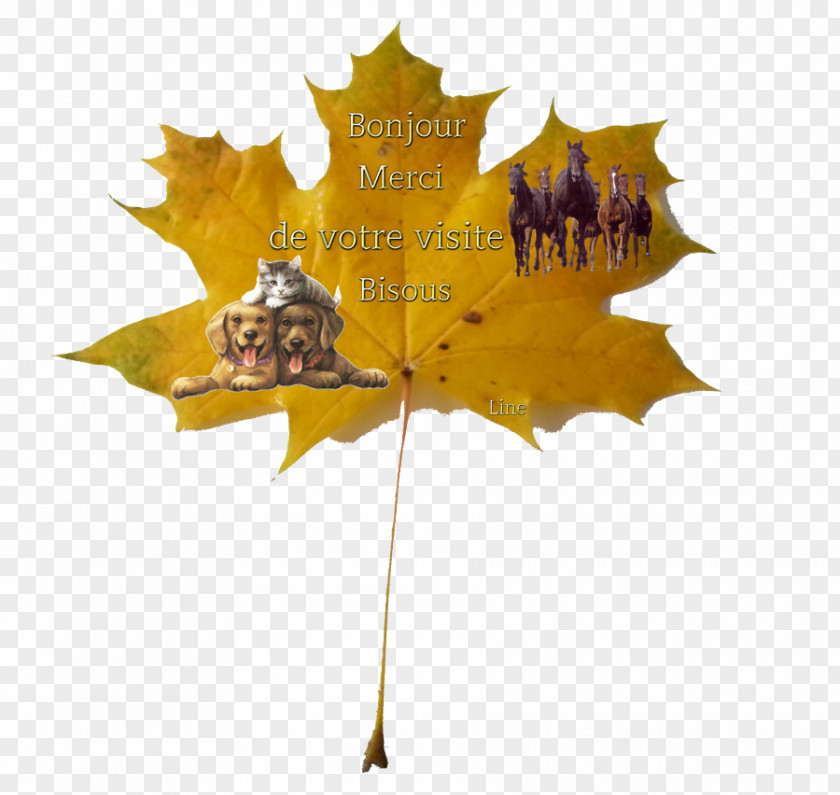 Leaf Maple PNG