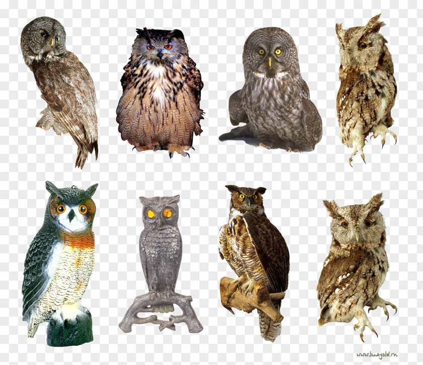 Owl God Is A Hoot! Book Beak Wildlife PNG