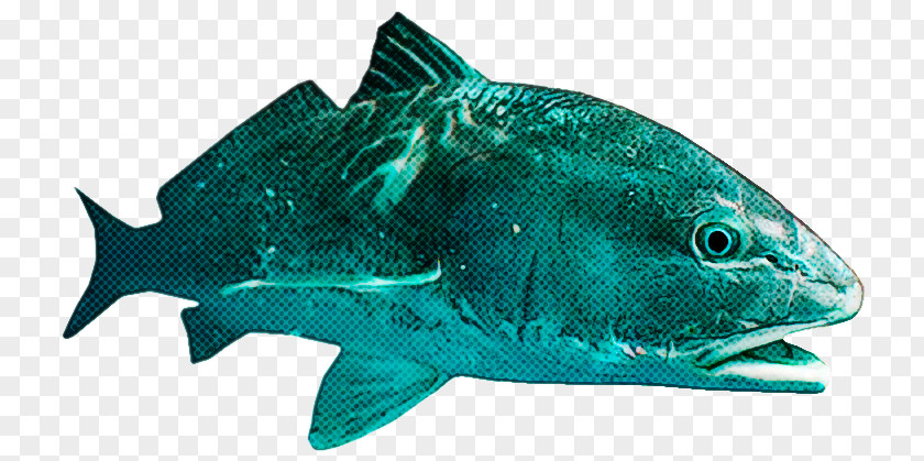 Rayfinned Fish Bonyfish Fin Products Bony-fish PNG