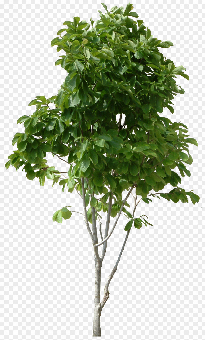 Tree PNG clipart PNG