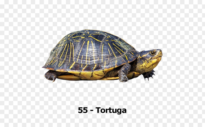 Turtle Box Turtles Transparency And Translucency PNG