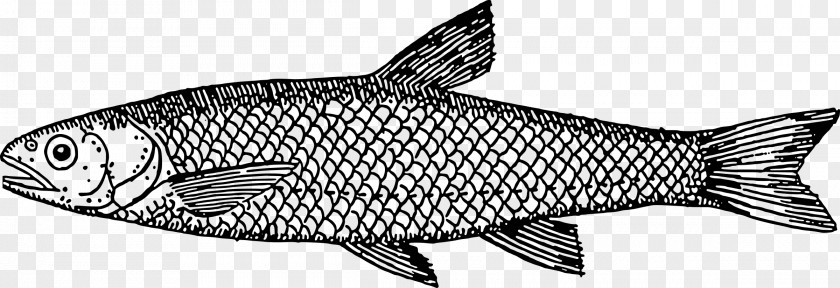 Aquatic Vector Line Art Drawing Fish Clip PNG