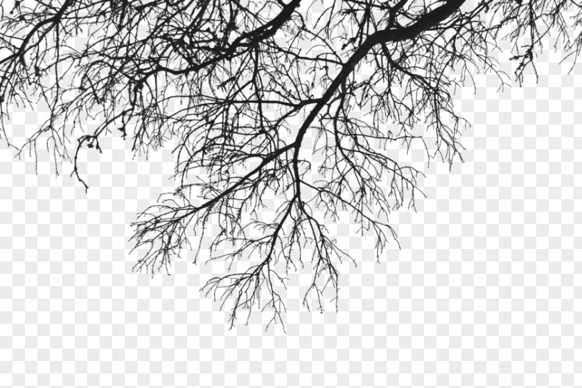 Branch Deco Up PNG Up, gray leaf illustration clipart PNG