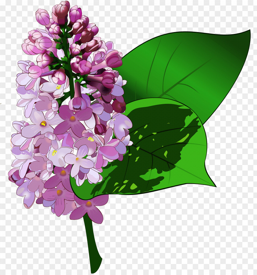 Flower Lilac Plant Purple PNG