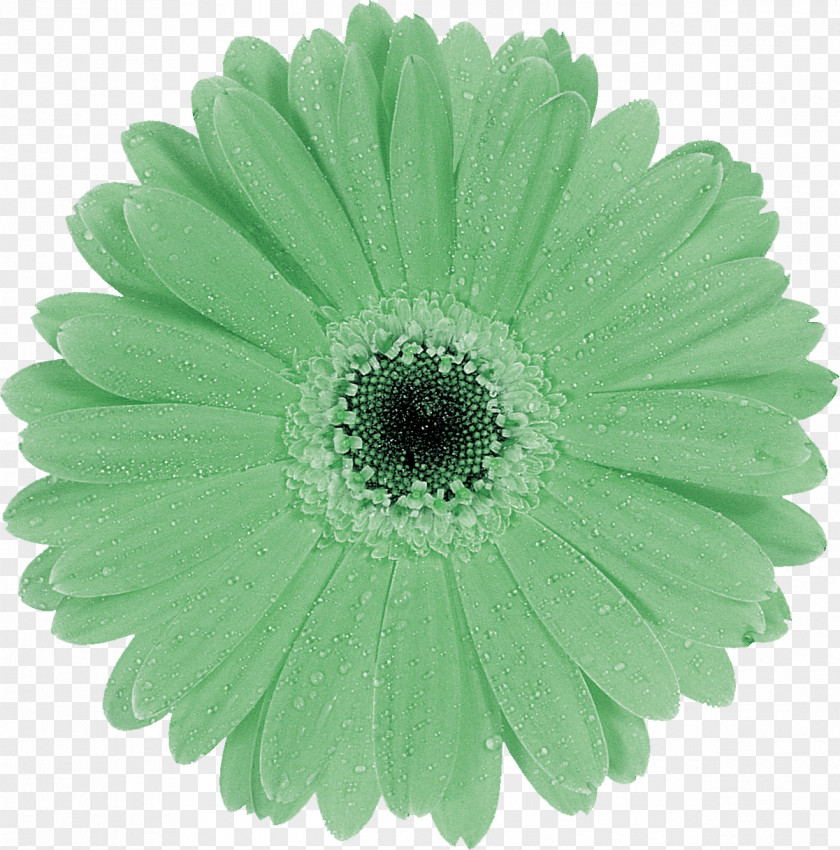 Gerbera North Carolina Air Conditioning HVAC Religion Rheem PNG