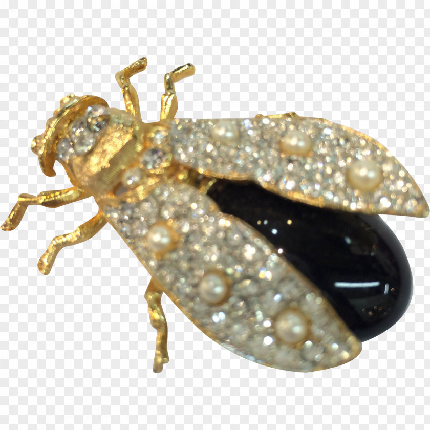 Insect Weevil Brooch True Bugs PNG