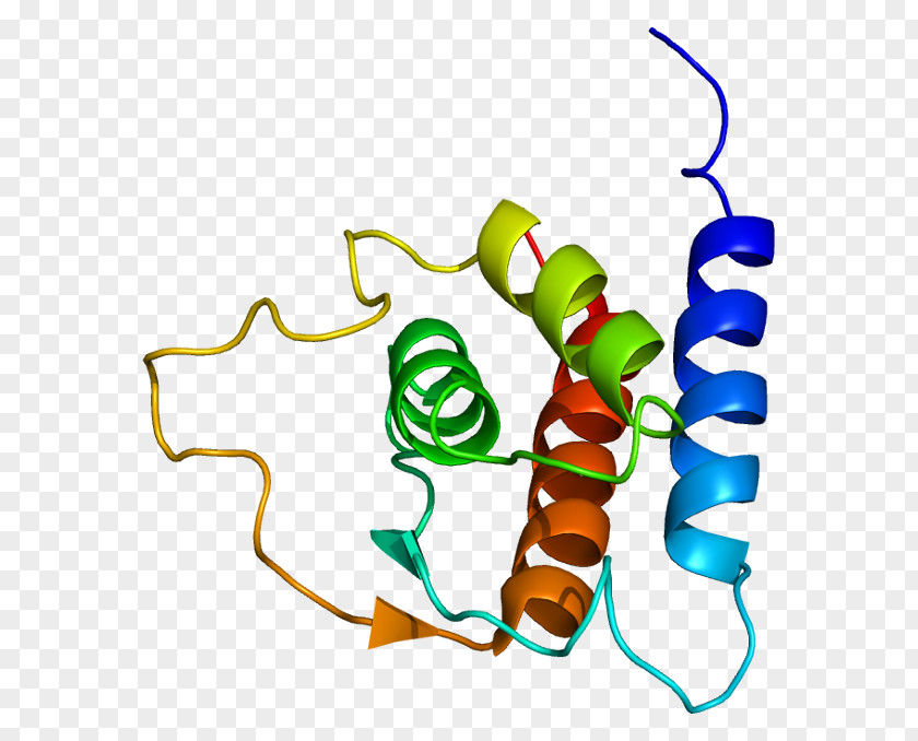 Lung Interleukin 13 4 Interleukin-1 Family Protein PNG