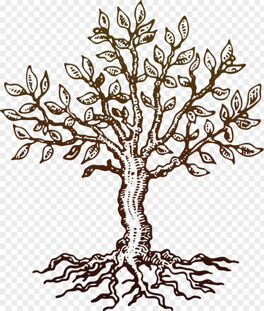 Tree Drawing PNG