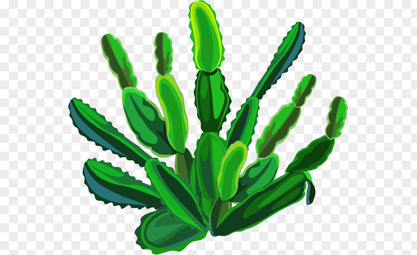 Cactus Cactaceae Plant PNG