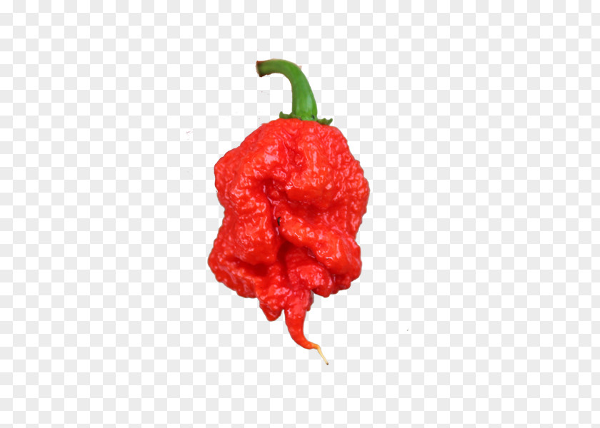 Peppers Carolina Reaper Chili Pepper Bhut Jolokia Scoville Unit Trinidad Moruga Scorpion PNG