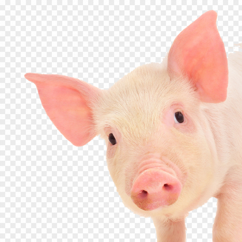 Pig Piglet Domestic Stock Photography Royalty-free PNG