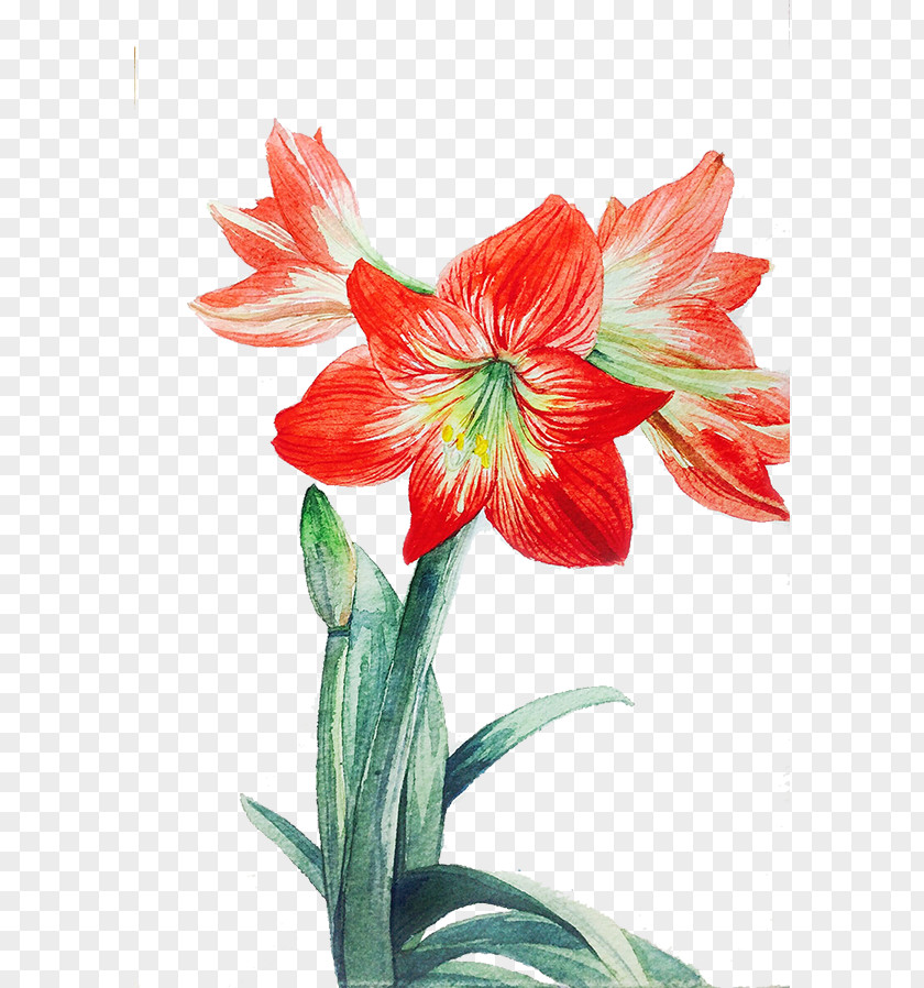 Red Lily Lilium Flower PNG