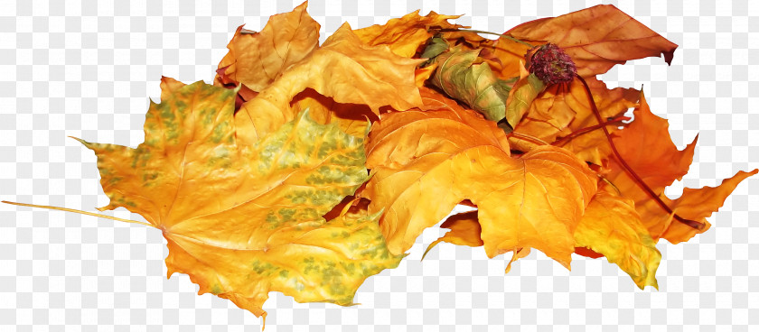 Autumn Leaves Leaf PhotoFiltre PNG